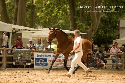 Consagra&ccedil;&atilde;o da Coudelaria Lu&iacute;s Bastos