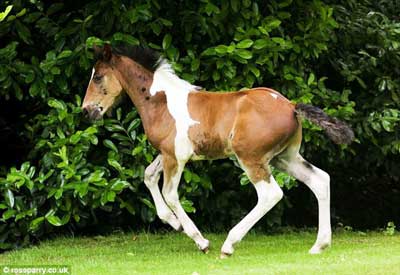 Poldro nasce com silhueta de outro cavalo desenhada na espádua (VÍDEO)