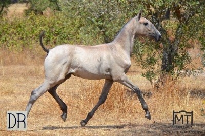 Acordo de sinergia entre criadores do Cavalo Lusitano