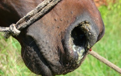 Rio 2016 – Doença contagiosa em cavalos faz soar campainha de alarme no Centro Olímpico de Hipismo
