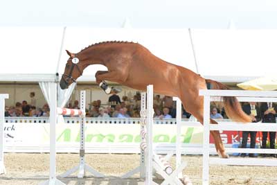 Coco M celebrated winner in the division of show jumping mares