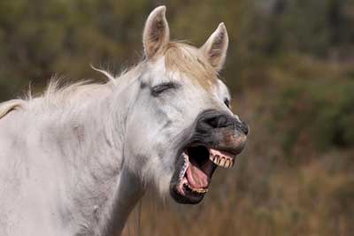 Cavalos partilham com humanos expressões faciais semelhantes