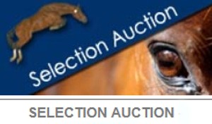 D-7 before the start of the 27th Fences Auctions!