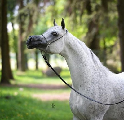 Égua PSA transaccionada por €1,4 milhões (VÍDEO)