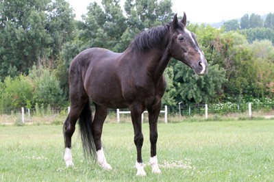 Morreu Cagancho o lendário cavalo de Pablo Hermoso de Mendoza