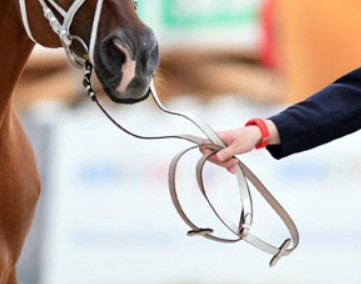 Aachen 2015: Cavalos portugueses passam no vet check