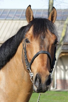 Um jovem SF para Sergio Alvarez Moya (VÍDEO)