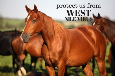 Risco de vírus do Nilo em zonas de cavalos
