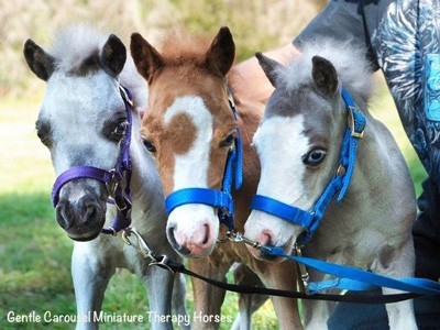 Cavalos em miniatura ajudam quem mais precisa (VÍDEO)
