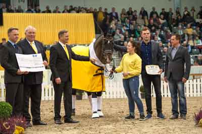 Stakkato Gold 2015 Hanoverian Stallion of the Year