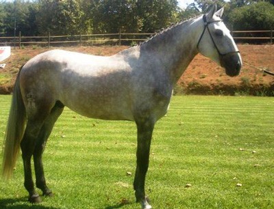 Coudelaria de Alter coloca &agrave; venda &laquo;Fraque (AR)&raquo;