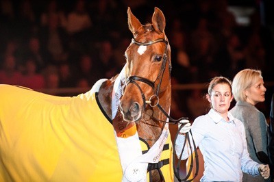 Goldmarie 2015 Hanoverian Mare of the Year