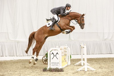 Verden: &laquo;Quality H&raquo; - O mais bem vendido no 132&ordm; Leil&atilde;o de Elite Hannoveraner Verband - Alemanha (V&Iacute;DEO)