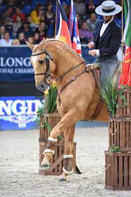 Equitação de Trabalho aproxima-se da Final