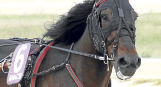 Eugénio Sanchez preso por espancar cavalo até à morte (VÍDEO)