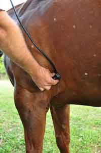 Curso de avaliação cardio-respiratória e endoscopia no cavalo