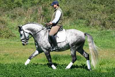5 Garanh&otilde;es aprovados em Coimbra (V&Iacute;DEO)
