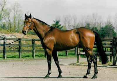 Morreu «Nabab de Reve» (VÍDEO)