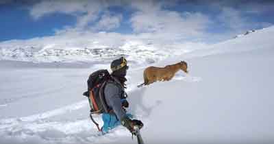Chile: Vídeo emocionante mostra atleta a salvar um cavalo atolado na neve