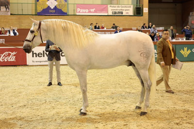 Espanha: A Yeguada Mater Christi foi a vencedora do Campeonato do Mundo de Pura Ra&ccedil;a Espanhola