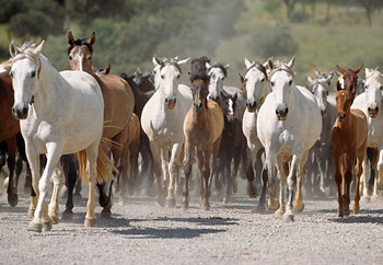 Omeprazol pode afectar absorção de cálcio nos cavalos