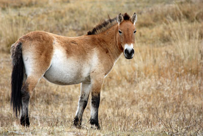 Przewalski a última espécie de cavalos selvagens do planeta