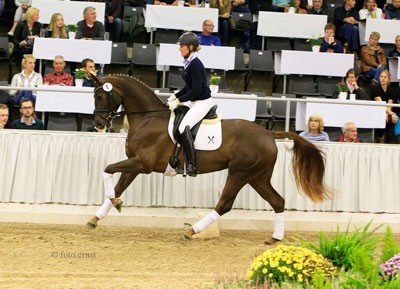 Excellent Atmosphere at the Auction Final in Verden (VIDEO)