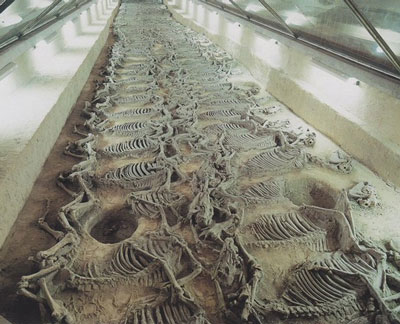 China vai expor 500 cavalos que foram enterrados vivos há 25 séculos