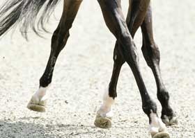 Rio 2016: Requisitos sanit&aacute;rios para cavalos