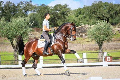 Carl Hester elogia «Equador MVL»