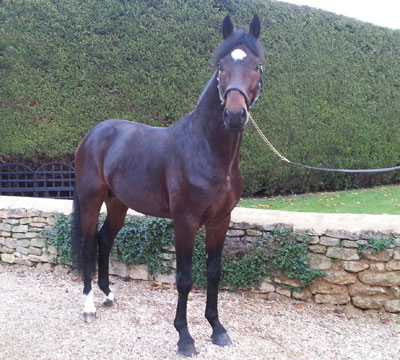 &laquo;Don't Touch Me&raquo; aprovado pelo Oldenburg Verband