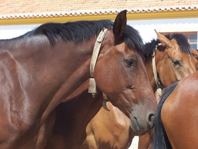 Chocalhos na Coudelaria de Alter