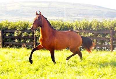 &laquo;Gaio dos Cedros&raquo; ruma aos Estados Unidos (V&Igrave;DEO)