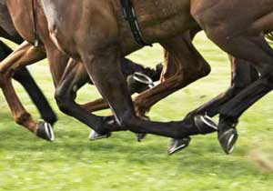 Sabe aplicar Vetkin Tape em cavalos?