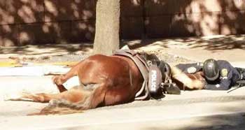 Internet emocionada com polícia que confortou cavalo moribundo