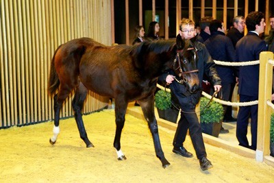 Poldra vendida por €160 mil no Leilão de Arqana