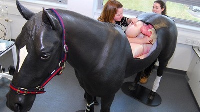 Simuladores na aprendizagem dos estudantes de medicina veterinária