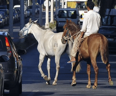 Lagos: Autarquia impõe regras para evitar acidentes com cavalos à solta