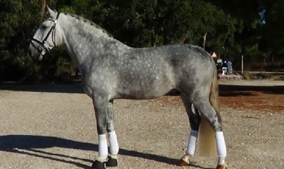 Venda de cavalo Lusitano para cavaleiro de Grande Prémio Alemão (VÍDEO)