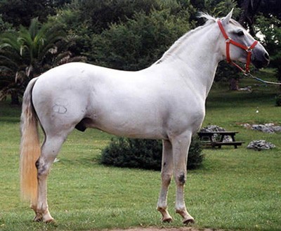 Morreu o Lusitano «Chicuelo» de Pablo Hermoso de Mendoza