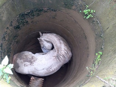 Bombeiros de Alhandra salvam cavalo de poço de cinco metros