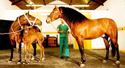 Coudelaria de Alter: Lista de Garanh&otilde;es para 2016