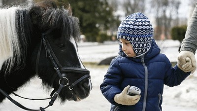 Cavalos conseguem distinguir expressões faciais negativas ou positivas dos humanos