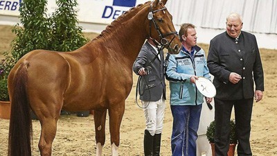 Four young stallions honoured