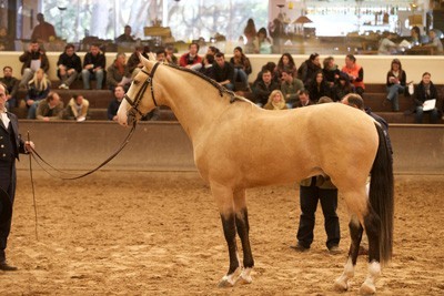 13 Machos aprovados na Quinta da Marinha
