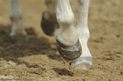 «EcoConforMat» minimiza o desconforto do seu cavalo