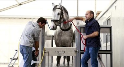 Vilamoura: Spa de água salgada alivia esforço de cavalos de desporto (VÍDEO)