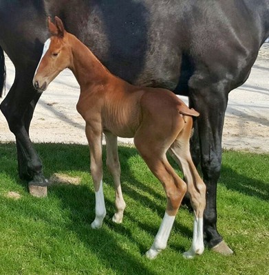 Ortigão Costa vê nascer o primeiro neto de Totilas