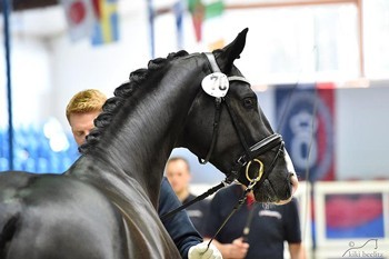 Filho de Totilas regressa a casa (V&Iacute;DEO)