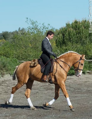 7 Machos aprovados em Alter do Ch&atilde;o